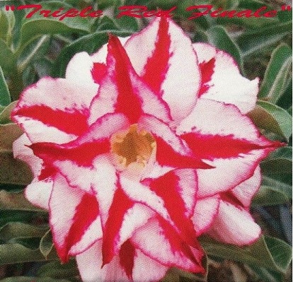(image for) Adenium Obesum \'Triple Red Finale\' 5 Seeds